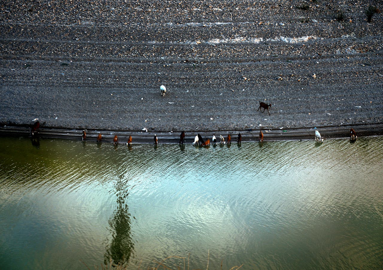 A herd of goats drinking by a canal in Marrakech, Morocco, captured from above.